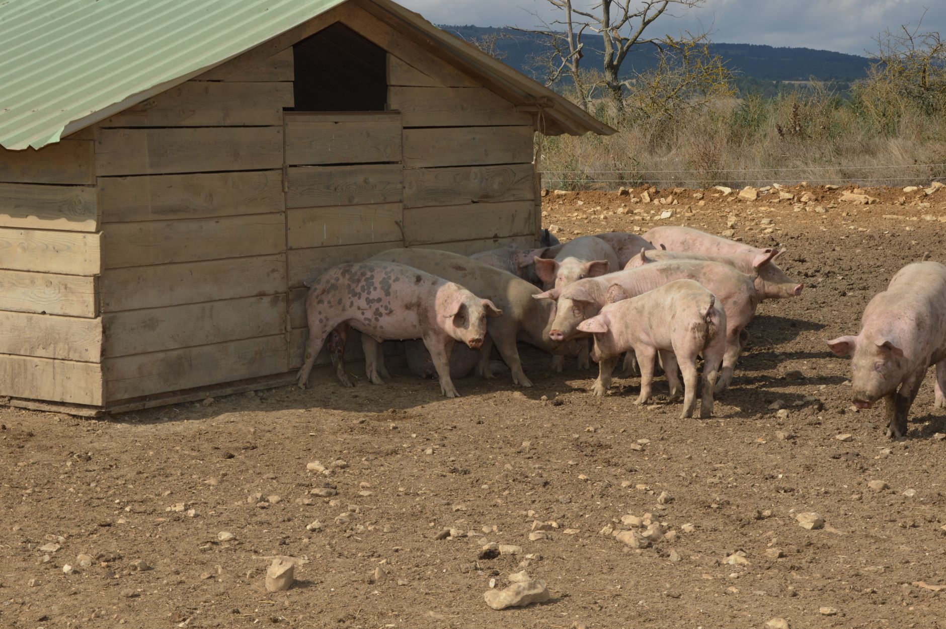 RVS of kunststof hokinrichting voor vleesvarkens: wat kiest u?